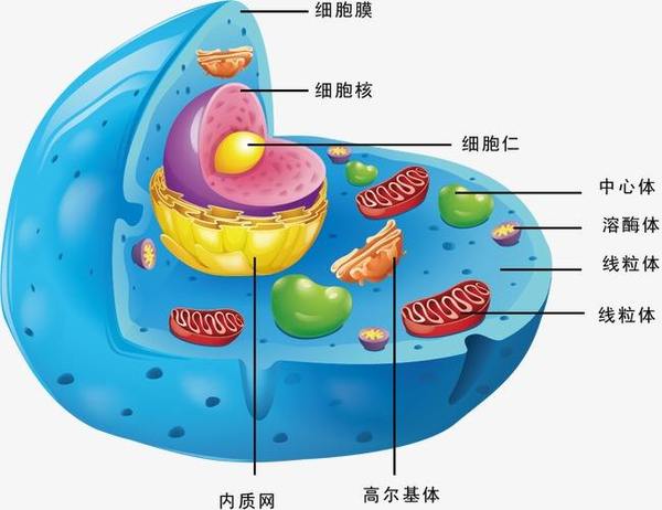 细胞结构图.jpg