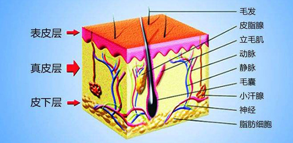 皮肤结构2.jpg