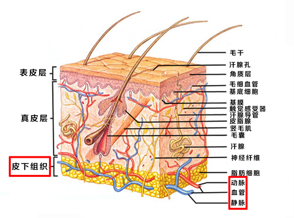 皮肤结构(2).jpg