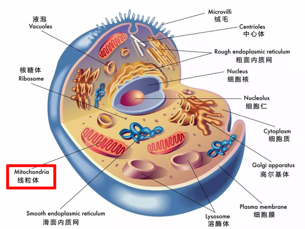 线粒体.jpg